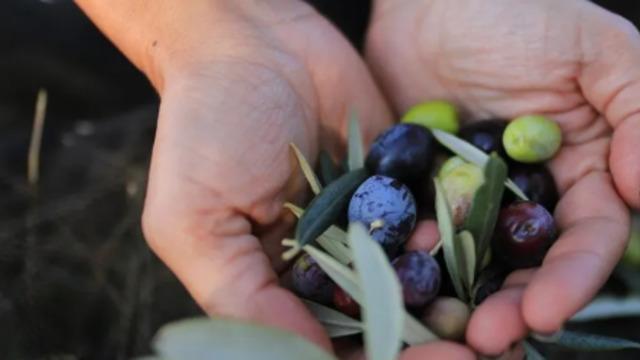 2 bin 200 yıllık gelenek yeniden bereketlendi! Zeytinde rekolte yüzde 30 arttı