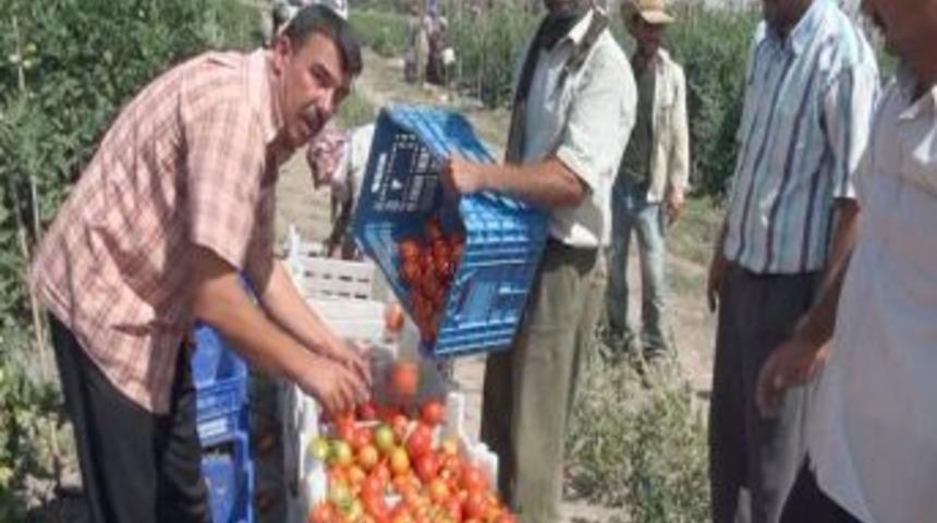&Uuml;retici yerli tohumu yeniden keşfetti, İsrail&rsquo;e rakip oldu