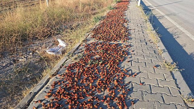Hisarcık’ta elmalar kaldırımlara serildi: İlginç görüntüler ortaya çıktı