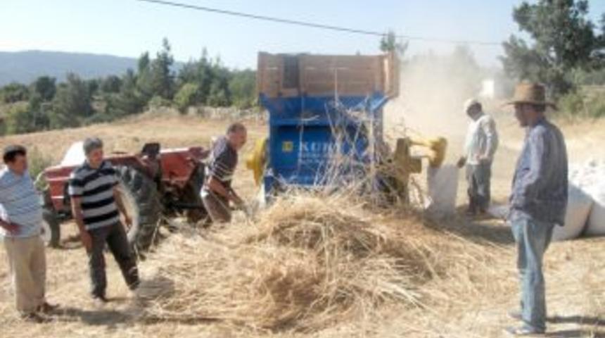 G&uuml;lnar'da buğday hasadı başladı
