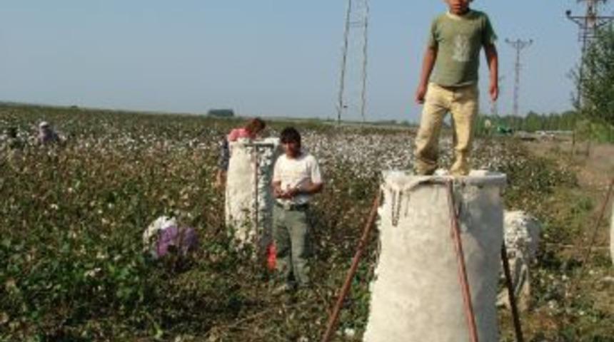 &Ccedil;ukobirlik 20 merkezde pamuk alımı yapacak