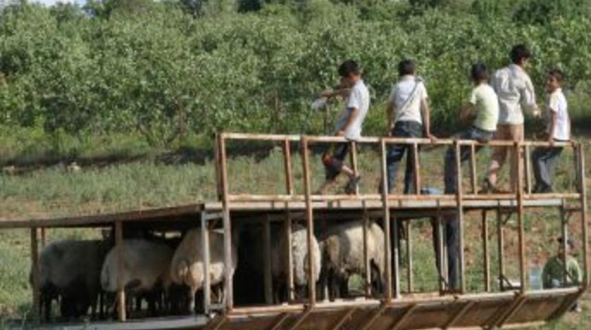 Sıcaktan koyunlar bile g&ouml;lgeden vazge&ccedil;miyor