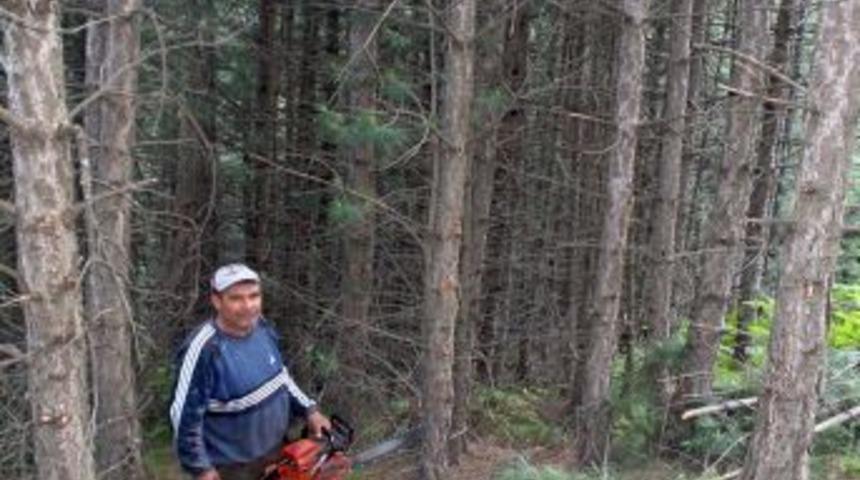 Bursa&rsquo;da gen&ccedil; ormanlar bakıma alındı