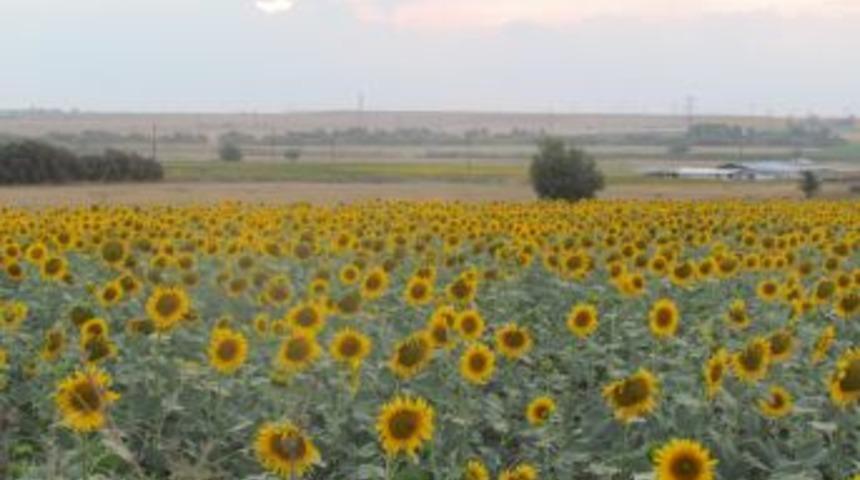 Trakya Ovası ay&ccedil;i&ccedil;eğiyle sarıya boyandı