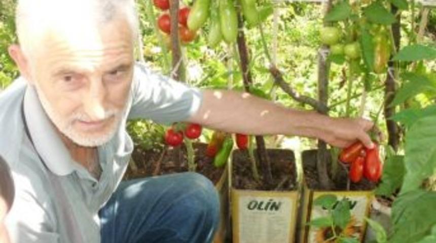 Bu domatesler değişik g&ouml;r&uuml;n&uuml;şl&uuml;