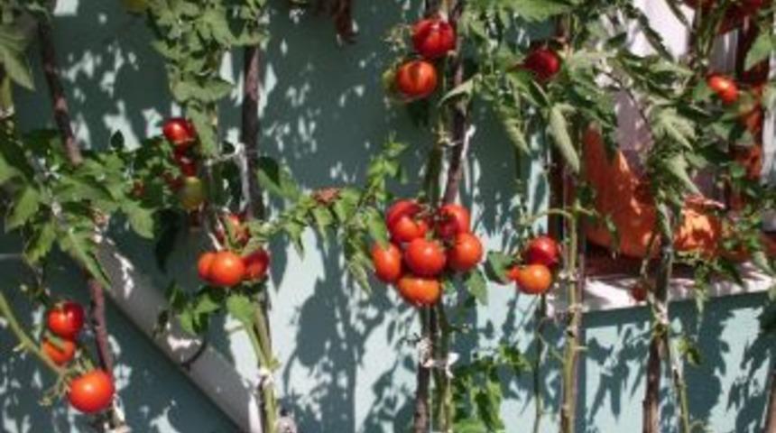 Patlıcana benzeyen domates ilgi &ccedil;ekiyor