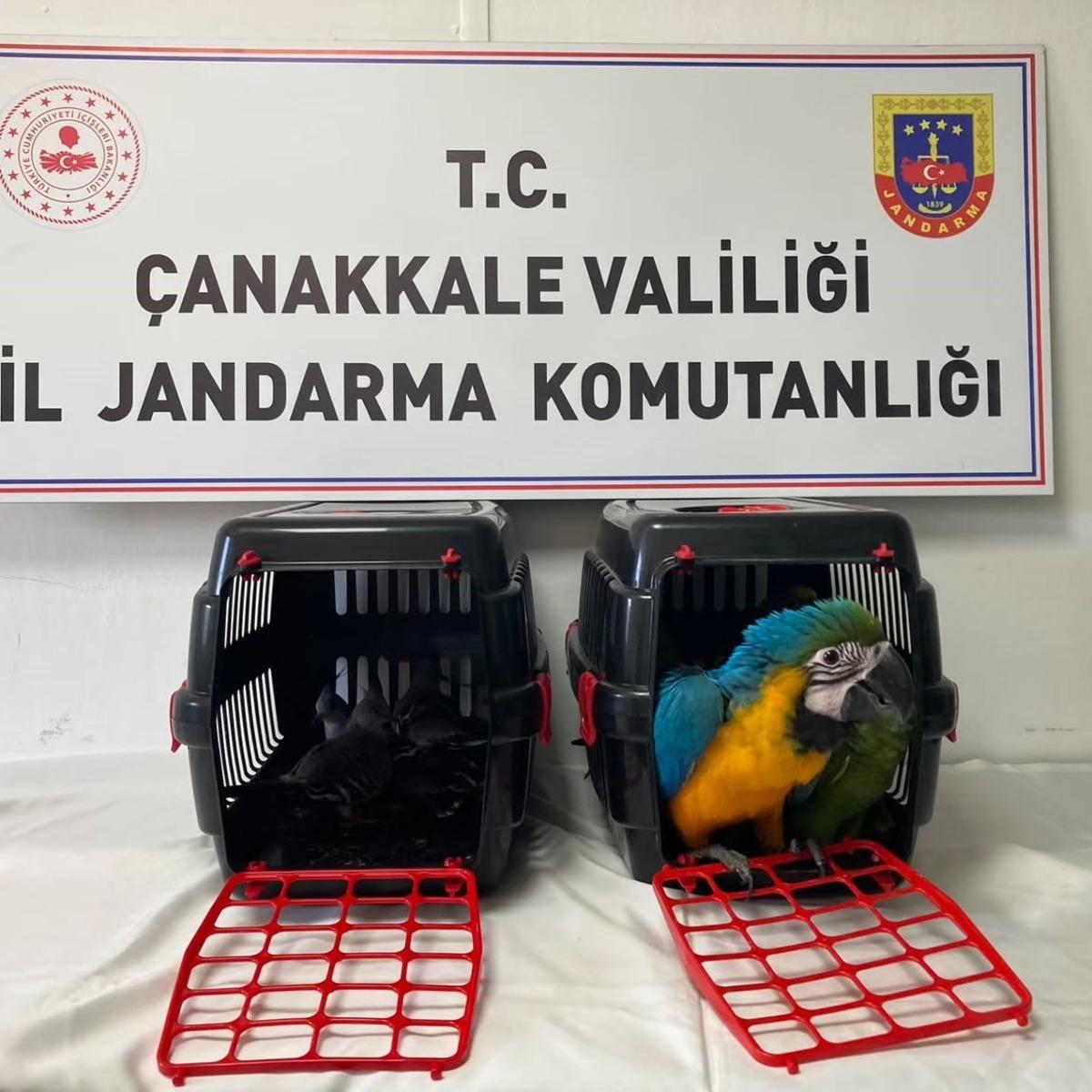Nesilleri tehlike altındaydı! K&ouml;pr&uuml; gişesinde yakalandılar 1