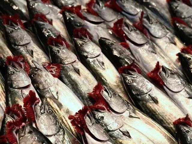 Palamut, hamsi, istavrit... İstanbul'da balık tezgahlarında bolluk başladı