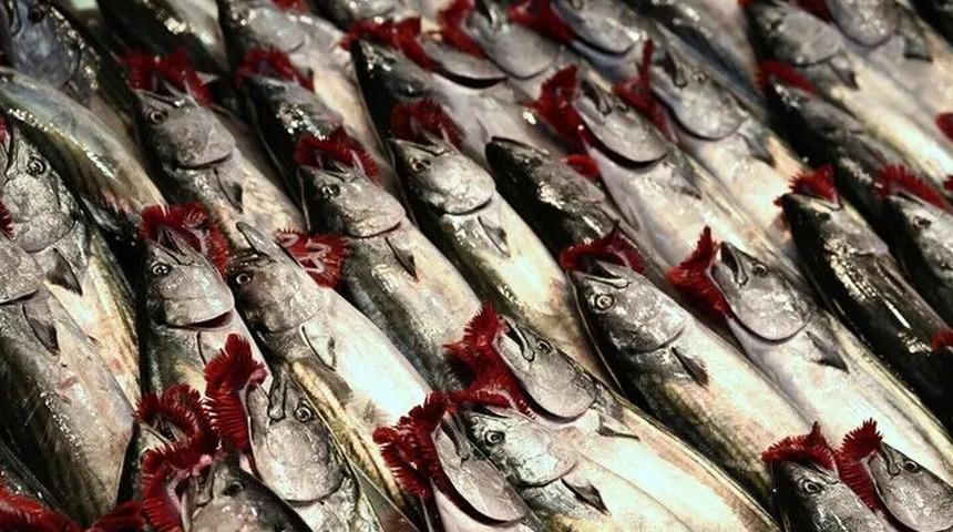 Palamut, hamsi, istavrit... İstanbul'da balık tezgahlarında bolluk başladı