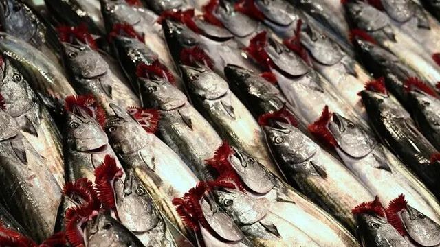 Palamut, hamsi, istavrit... İstanbul'da balık tezgahlarında bolluk başladı