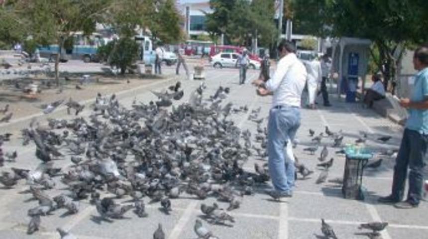 Ramazan'da yem atanların sayısı artınca g&uuml;vercinler bayram ediyor