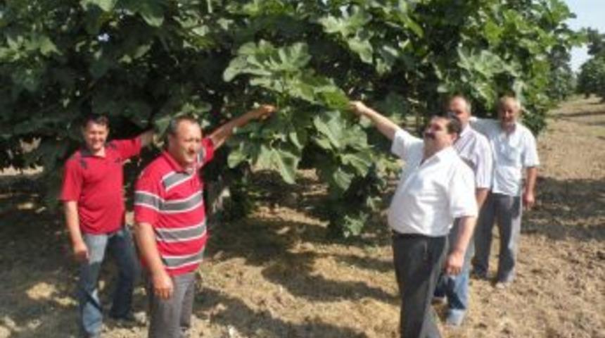 Bursa siyah inciri bayrama yetişecek