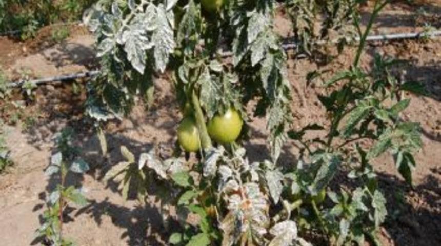 Nevşehirli &uuml;reticiler ilk defa kaolin kullandı