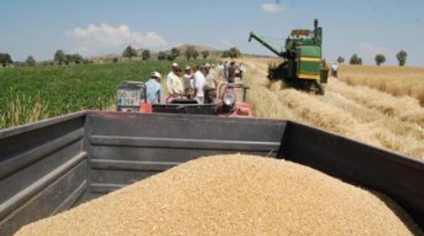 En verimli buğday Altay-2000 &ccedil;ıktı