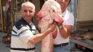 Dev yayın balığı ilgi odağı oldu