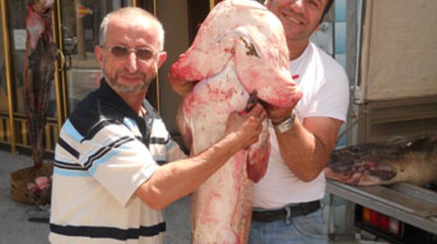 Dev yayın balığı ilgi odağı oldu