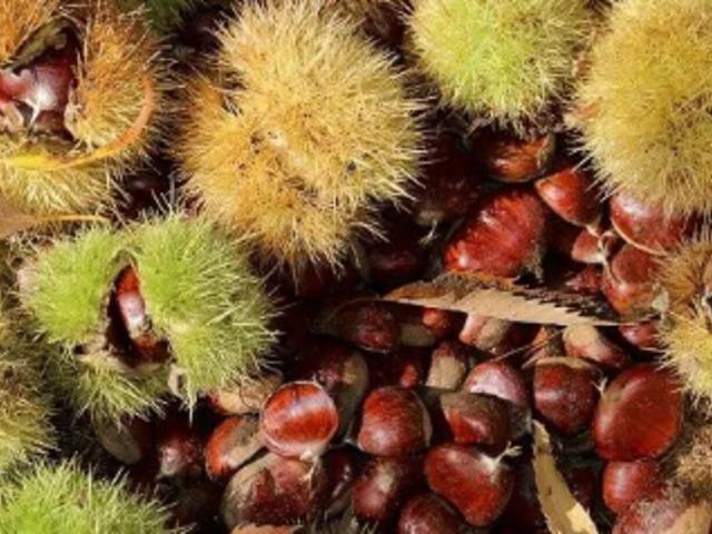 Kışın vazge&ccedil;ilmezi tezgahlara indi! Kilosu 900 TL'ye kadar y&uuml;kseldi   