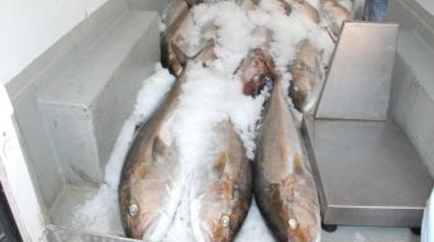 Dev Akya balıkları g&ouml;renleri şaşkına &ccedil;evirdi