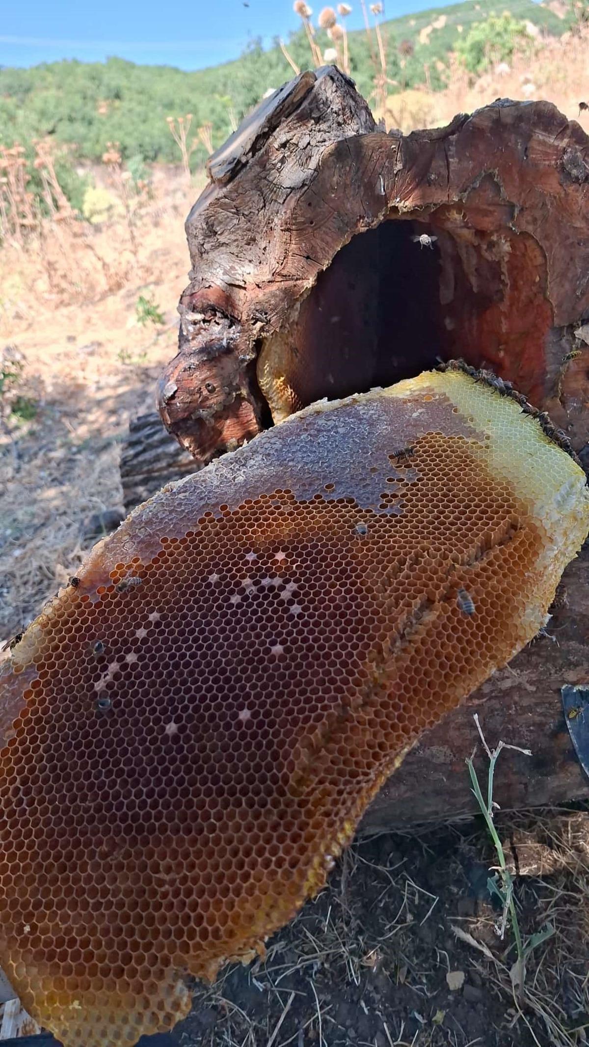 Sadece tek bir yerde &uuml;retiliyor! Meşe k&uuml;t&uuml;klerinden sağılıyor 2