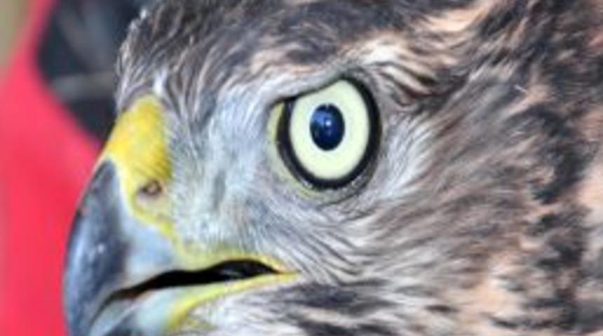 Yaralı Atmaca emin ellerde