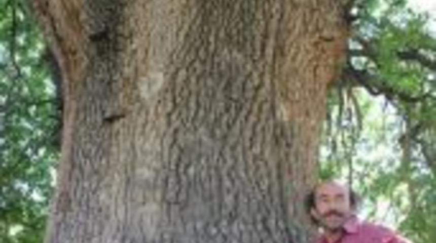 532 yıllık ağa&ccedil; koruma altında