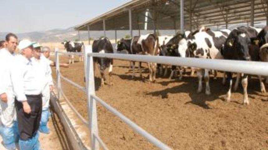 Baklan&rsquo;a ABD ve Avrupa&rsquo;dan daha modern hayvancılık tesisi kuruldu