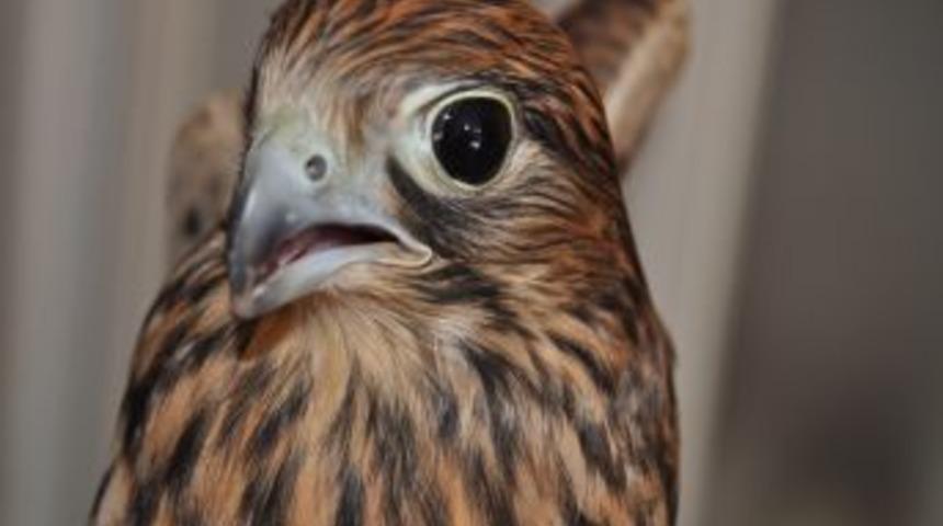 Balıkesir'de &uuml;&ccedil; yavru atmaca doğaya salındı