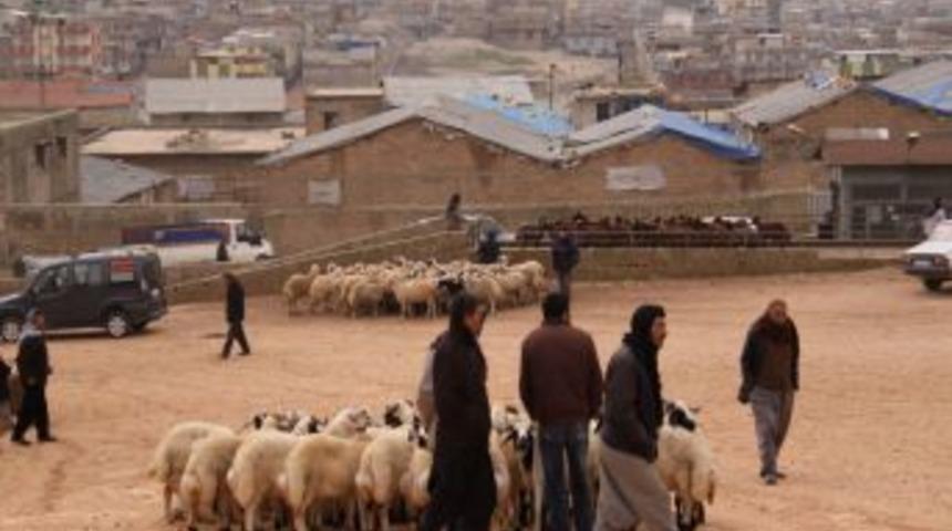 Ahırların şehir dışına taşınmasında sona gelindi
