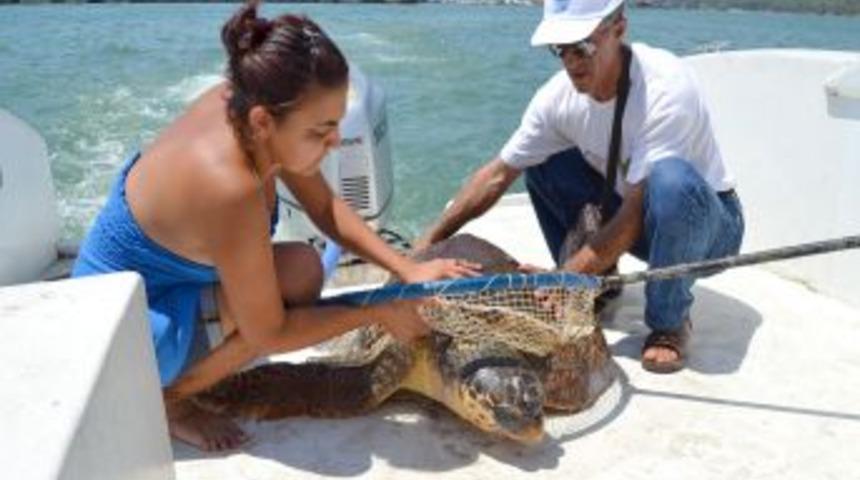 Yaralı Caretta Caretta operasyonla kurtarıldı
