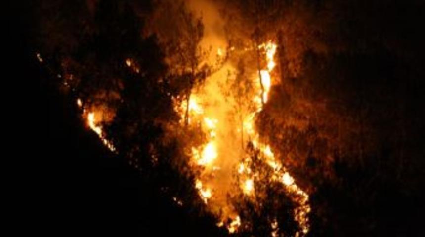 Sakarya'daki orman yangını kontrol altında