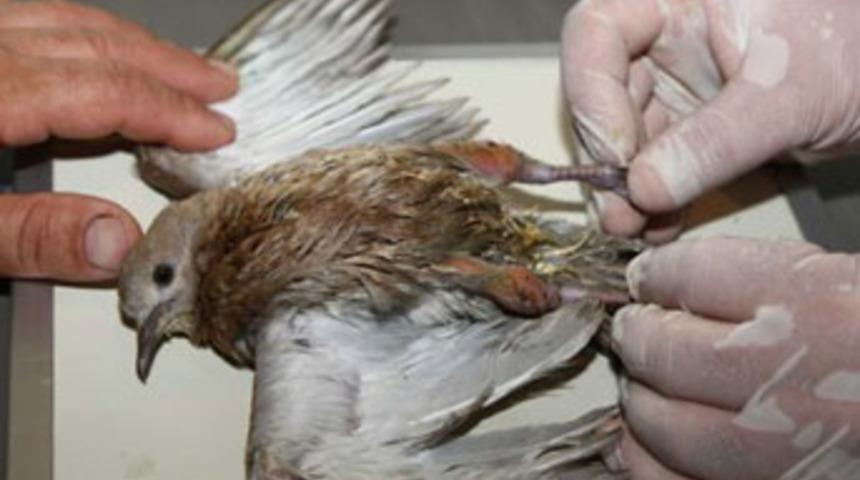 Ayaklarına platin takıldı