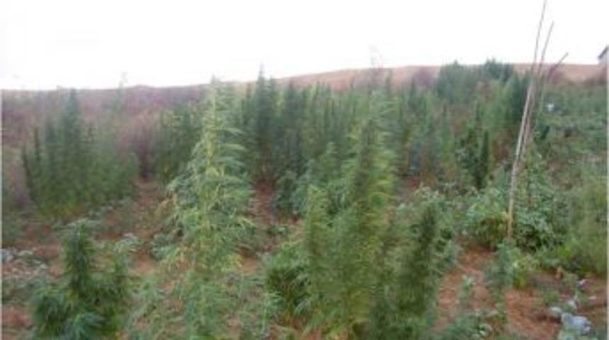 Hint keneviri toplarken yakalandı