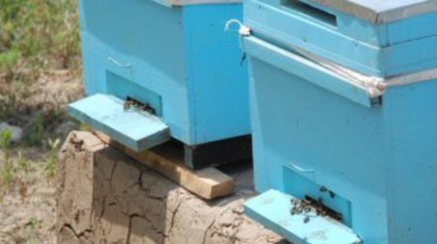 Elbistan'da organik arıcılık projesi