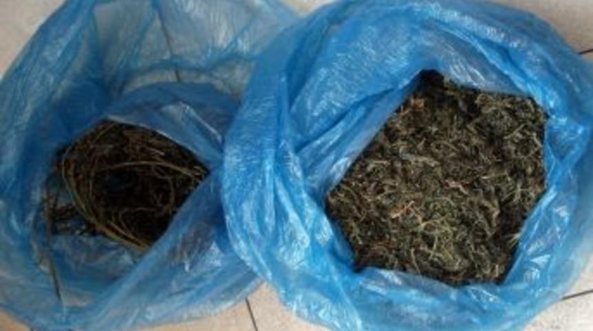 Toprağa g&ouml;m&uuml;len esrarı jandarma k&ouml;peği buldu