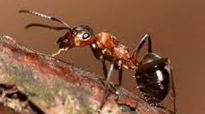 Ağaçlara doğal bekçi