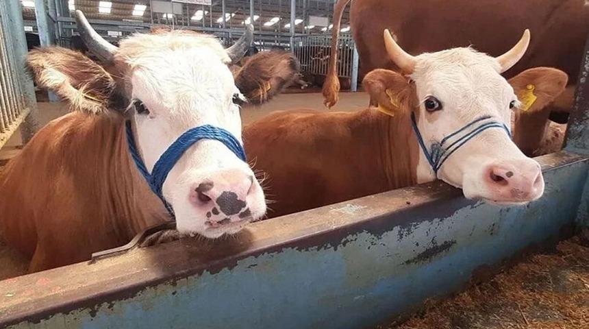 Aydın&rsquo;da t&uuml;m hayvan pazarları tedbiren kapatıldı