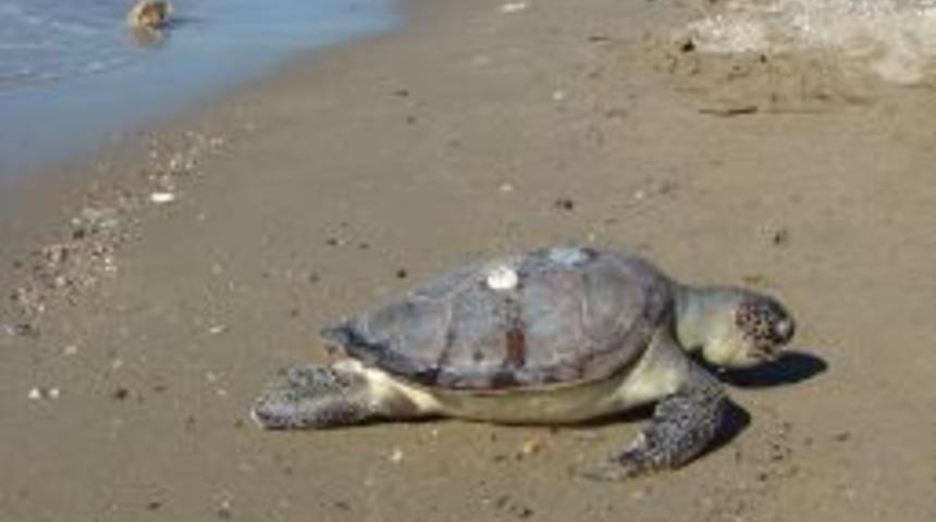 Havai fişek atımı deniz kaplumbağalarına yönlerini şaşırtıyor