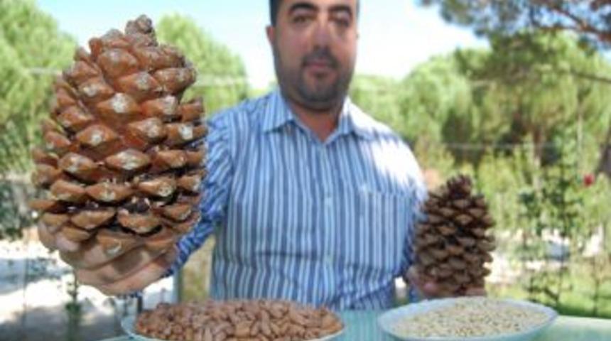 150 yıllık fıstık &ccedil;amları kereste oluyor