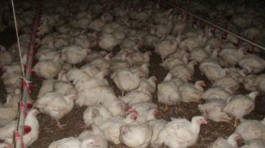 Civcivler 42 g&uuml;nde tavuk oluyor