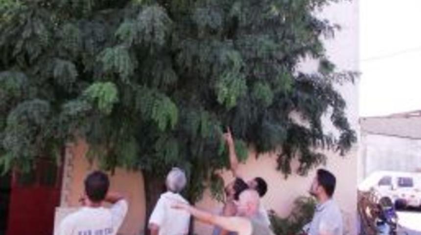 Esnaf işi g&uuml;c&uuml; bıraktı, kuş peşine koştu