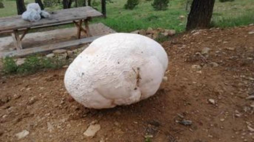 10 kilogramlık mantar ilgi odağı oldu