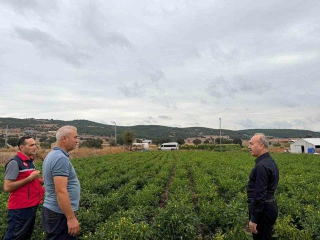 Karesi’de turşuluk biberiye hasadı sürüyor 1