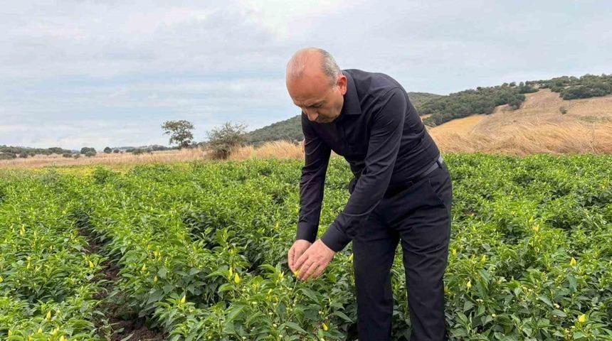 Karesi&rsquo;de turşuluk biberiye hasadı s&uuml;r&uuml;yor