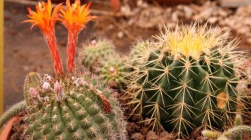 T&uuml;rkiye'nin en b&uuml;y&uuml;k kakt&uuml;s &ccedil;iftliğini kurdu