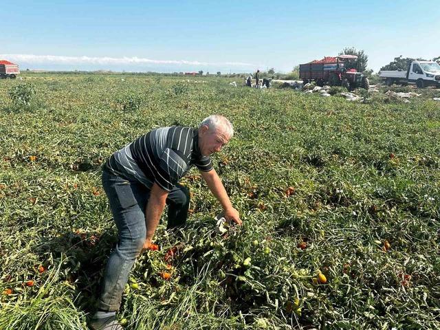 Zirai ila&ccedil;lı &ccedil;eltik suyu domateste 7 tona varan verim kaybına yol a&ccedil;tı 1