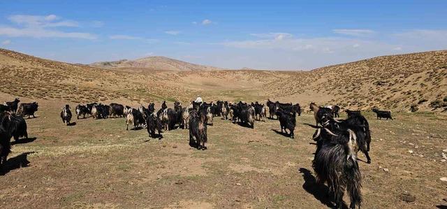 Bursa’dan köyüne döndü, hayvancılıkla geçimini sağlıyor 8