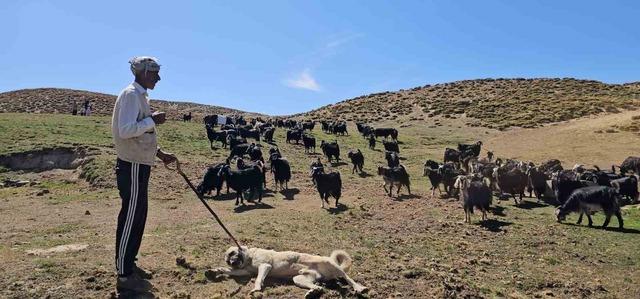 Bursa’dan köyüne döndü, hayvancılıkla geçimini sağlıyor 6