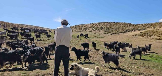 Bursa’dan köyüne döndü, hayvancılıkla geçimini sağlıyor 2