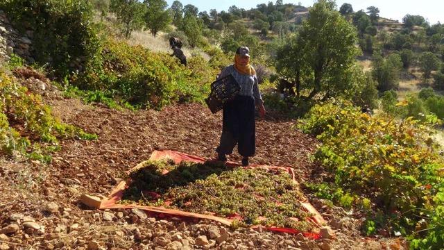 Batman’da bağlardan sofralara kuru üzüm yolculuğu başladı