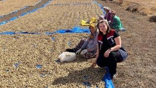 Meriç’te yer fıstığı hasadı başladı